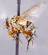  ( - CNC1699718)  @11 [ ] No rights reserved (2021) Unspecified Canadian National Collection of Insects, Arachnids and Nematodes