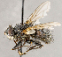  ( - CNC1699803)  @11 [ ] No rights reserved (2021) Unspecified Canadian National Collection of Insects, Arachnids and Nematodes