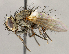  ( - CNC1699820)  @11 [ ] No rights reserved (2021) Unspecified Canadian National Collection of Insects, Arachnids and Nematodes