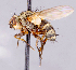  ( - CNC1699828)  @11 [ ] No rights reserved (2021) Unspecified Canadian National Collection of Insects, Arachnids and Nematodes