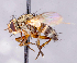  ( - CNC1699872)  @11 [ ] No rights reserved (2021) Unspecified Canadian National Collection of Insects, Arachnids and Nematodes