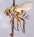  ( - CNC1699873)  @11 [ ] No rights reserved (2021) Unspecified Canadian National Collection of Insects, Arachnids and Nematodes