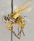  ( - CNC1707419)  @11 [ ] No rights reserved (2021) Unspecified Canadian National Collection of Insects, Arachnids and Nematodes