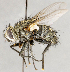  ( - CNC1707481)  @11 [ ] No rights reserved (2021) Unspecified Canadian National Collection of Insects, Arachnids and Nematodes
