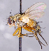 ( - CNC1707498)  @11 [ ] No rights reserved (2021) Unspecified Canadian National Collection of Insects, Arachnids and Nematodes