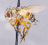  ( - CNC1707545)  @11 [ ] No rights reserved (2021) Unspecified Canadian National Collection of Insects, Arachnids and Nematodes