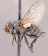 (Phytomyptera sp. GER8 - CNC1707550)  @11 [ ] No rights reserved (2022) Unspecified Canadian National Collection of Insects, Arachnids and Nematodes
