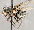  ( - CNC1707552)  @11 [ ] No rights reserved (2021) Unspecified Canadian National Collection of Insects, Arachnids and Nematodes
