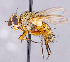  ( - CNC1707591)  @11 [ ] No rights reserved (2021) Unspecified Canadian National Collection of Insects, Arachnids and Nematodes