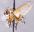  ( - CNC1707595)  @11 [ ] No rights reserved (2021) Unspecified Canadian National Collection of Insects, Arachnids and Nematodes