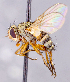  ( - CNC1707598)  @11 [ ] No rights reserved (2021) Unspecified Canadian National Collection of Insects, Arachnids and Nematodes