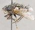  ( - CNC1707610)  @11 [ ] No rights reserved (2021) Unspecified Canadian National Collection of Insects, Arachnids and Nematodes