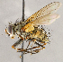  ( - CNC1707611)  @11 [ ] No rights reserved (2021) Unspecified Canadian National Collection of Insects, Arachnids and Nematodes