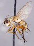  ( - CNC1707620)  @11 [ ] No rights reserved (2021) Unspecified Canadian National Collection of Insects, Arachnids and Nematodes