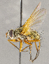  (Cryptomeigenia sp. GER4 - CNC1707640)  @11 [ ] No rights reserved (2021) Unspecified Canadian National Collection of Insects, Arachnids and Nematodes