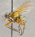  ( - CNC1707641)  @11 [ ] No rights reserved (2021) Unspecified Canadian National Collection of Insects, Arachnids and Nematodes