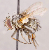  (Carcelia olenensis - CNC1707644)  @11 [ ] No rights reserved (2021) Unspecified Canadian National Collection of Insects, Arachnids and Nematodes