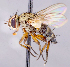  ( - CNC1707645)  @11 [ ] No rights reserved (2021) Unspecified Canadian National Collection of Insects, Arachnids and Nematodes