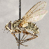  ( - CNC1707665)  @11 [ ] No rights reserved (2021) Unspecified Canadian National Collection of Insects, Arachnids and Nematodes