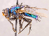  ( - CNC1707695)  @11 [ ] No rights reserved (2021) Unspecified Canadian National Collection of Insects, Arachnids and Nematodes