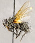  ( - CNC1707698)  @11 [ ] No rights reserved (2021) Unspecified Canadian National Collection of Insects, Arachnids and Nematodes