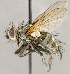  ( - CNC1707703)  @11 [ ] No rights reserved (2021) Unspecified Canadian National Collection of Insects, Arachnids and Nematodes
