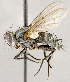  ( - CNC1707736)  @11 [ ] No rights reserved (2021) Unspecified Canadian National Collection of Insects, Arachnids and Nematodes