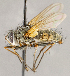  ( - CNC1707745)  @11 [ ] No rights reserved (2021) Unspecified Canadian National Collection of Insects, Arachnids and Nematodes