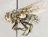  ( - CNC1709893)  @11 [ ] No rights reserved (2021) Unspecified Canadian National Collection of Insects, Arachnids and Nematodes