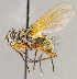  ( - CNC1709896)  @11 [ ] No rights reserved (2021) Unspecified Canadian National Collection of Insects, Arachnids and Nematodes