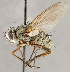  ( - CNC1709898)  @11 [ ] No rights reserved (2021) Unspecified Canadian National Collection of Insects, Arachnids and Nematodes
