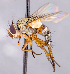  ( - CNC1709911)  @11 [ ] No rights reserved (2021) Unspecified Canadian National Collection of Insects, Arachnids and Nematodes