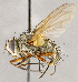  ( - CNC1709929)  @11 [ ] No rights reserved (2021) Unspecified Canadian National Collection of Insects, Arachnids and Nematodes