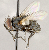  (Pseudochaeta sp. GER2 - CNC1709932)  @11 [ ] No rights reserved (2021) Unspecified Canadian National Collection of Insects, Arachnids and Nematodes