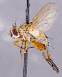  ( - CNC1709939)  @11 [ ] No rights reserved (2021) Unspecified Canadian National Collection of Insects, Arachnids and Nematodes