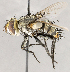  ( - CNC1709960)  @11 [ ] No rights reserved (2021) Unspecified Canadian National Collection of Insects, Arachnids and Nematodes