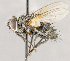 ( - CNC1709966)  @11 [ ] No rights reserved (2021) Unspecified Canadian National Collection of Insects, Arachnids and Nematodes
