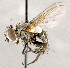  ( - CNC1709977)  @11 [ ] No rights reserved (2021) Unspecified Canadian National Collection of Insects, Arachnids and Nematodes