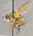  ( - CNC1710056)  @11 [ ] No rights reserved (2021) Unspecified Canadian National Collection of Insects, Arachnids and Nematodes