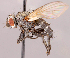  ( - CNC1710067)  @11 [ ] No rights reserved (2022) Unspecified Canadian National Collection of Insects, Arachnids and Nematodes