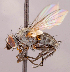  (Phytomyptera sp. GER3 - CNC1710074)  @11 [ ] No rights reserved (2022) Unspecified Canadian National Collection of Insects, Arachnids and Nematodes