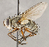  ( - CNC1710101)  @11 [ ] No rights reserved (2021) Unspecified Canadian National Collection of Insects, Arachnids and Nematodes