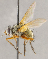  ( - CNC1710103)  @11 [ ] No rights reserved (2021) Unspecified Canadian National Collection of Insects, Arachnids and Nematodes