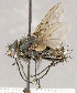  ( - CNC1710179)  @11 [ ] No rights reserved (2021) Unspecified Canadian National Collection of Insects, Arachnids and Nematodes