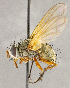  ( - CNC1710225)  @11 [ ] No rights reserved (2021) Unspecified Canadian National Collection of Insects, Arachnids and Nematodes