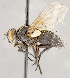  ( - CNC1710247)  @11 [ ] No rights reserved (2021) Unspecified Canadian National Collection of Insects, Arachnids and Nematodes