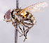  ( - CNC1710265)  @11 [ ] No rights reserved (2021) Unspecified Canadian National Collection of Insects, Arachnids and Nematodes