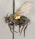  ( - CNC1710266)  @11 [ ] No rights reserved (2021) Unspecified Canadian National Collection of Insects, Arachnids and Nematodes