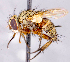  (Siphona sp. GER2 - CNC1710273)  @11 [ ] No rights reserved (2021) Unspecified Canadian National Collection of Insects, Arachnids and Nematodes
