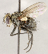  ( - CNC1711380)  @11 [ ] No rights reserved (2021) Unspecified Canadian National Collection of Insects, Arachnids and Nematodes